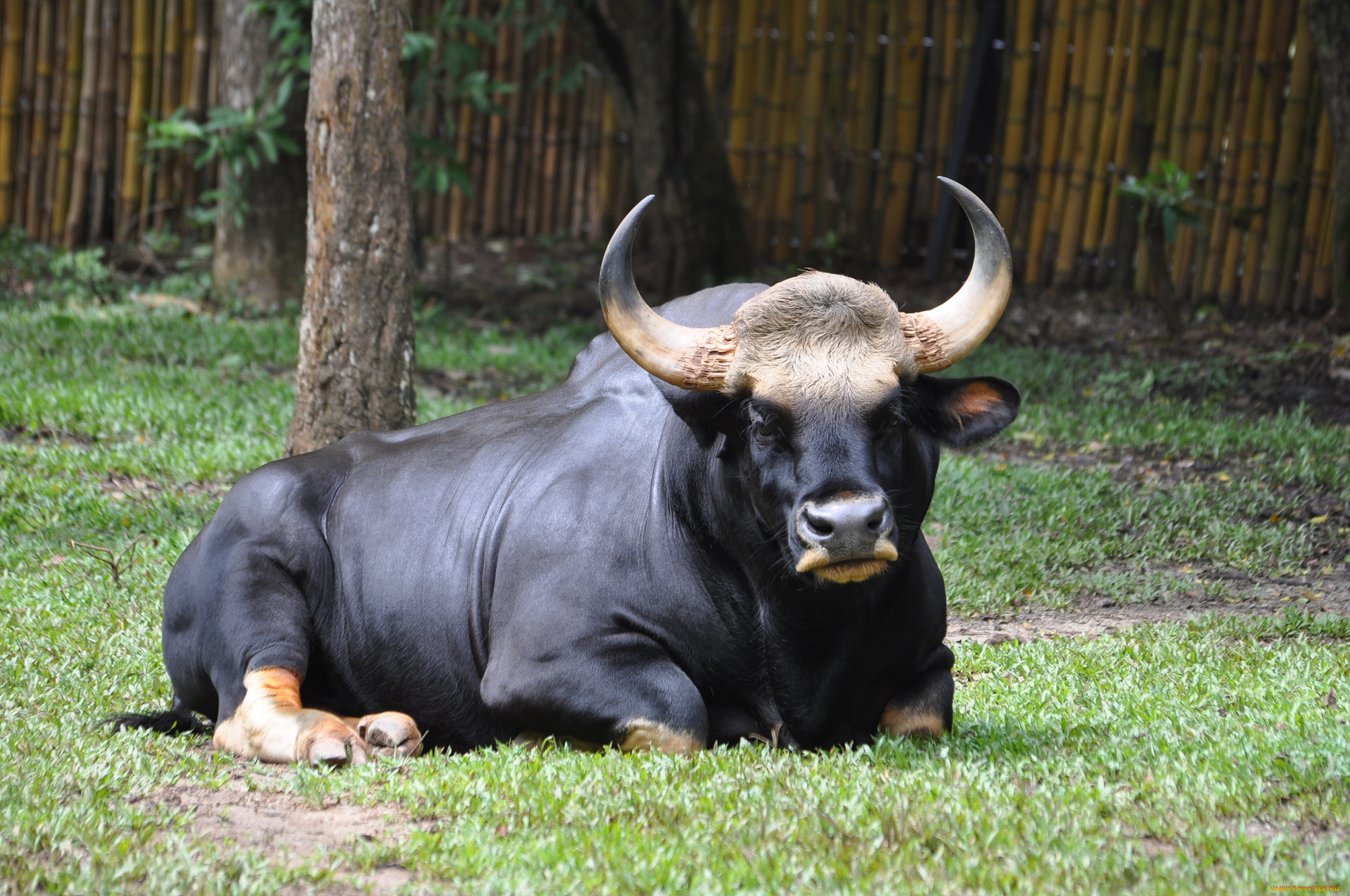 asian gaur, , ,  , asian, gaur, , , , , , , , 